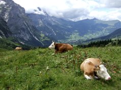 Große Scheidegg und Brienzer See